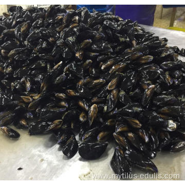 frozen cooked full shell mussels